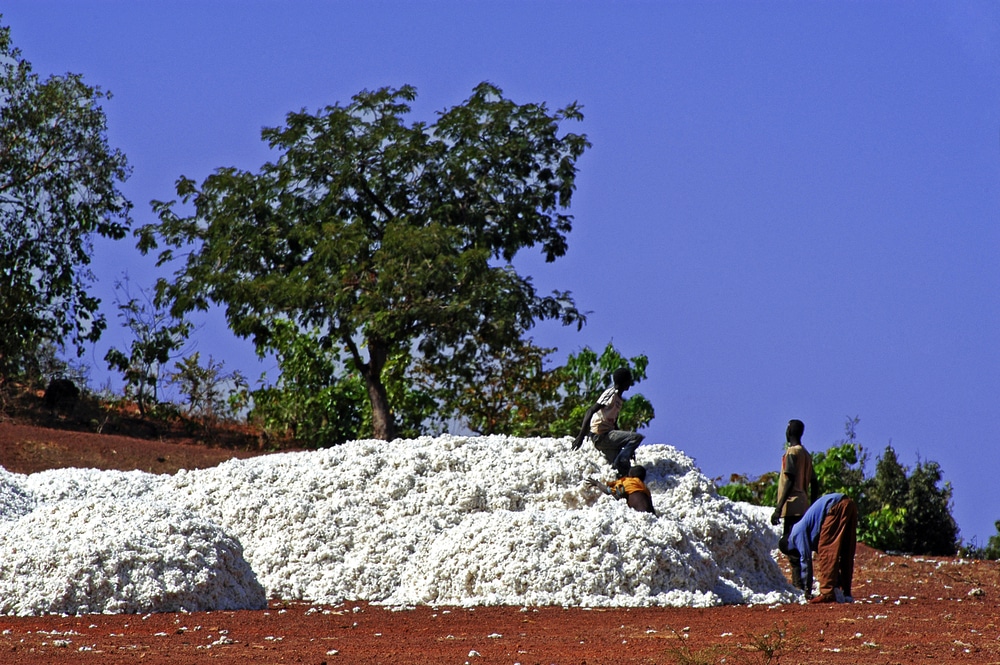 the cotton harvest by children in Burkina Faso