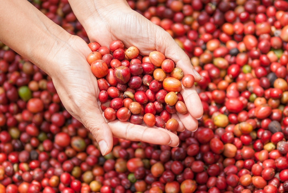 Close up red berries coffee beans on agriculturist hand