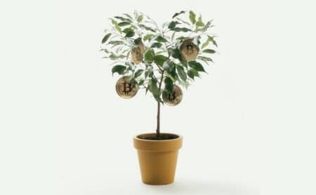 Heart-shaped ficus with bitcoin coins in yellow pot. Image on white isolated background. Money tree.